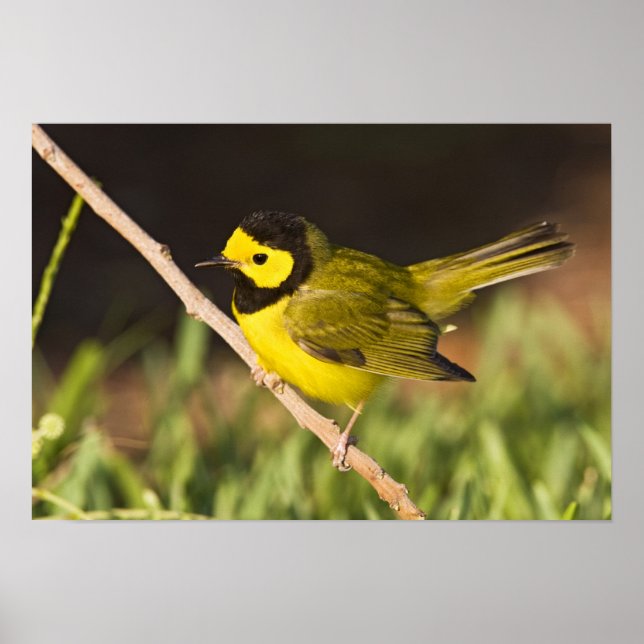 Póster Warbler (Wilsonia citrina) adulto, varón, (Frente)