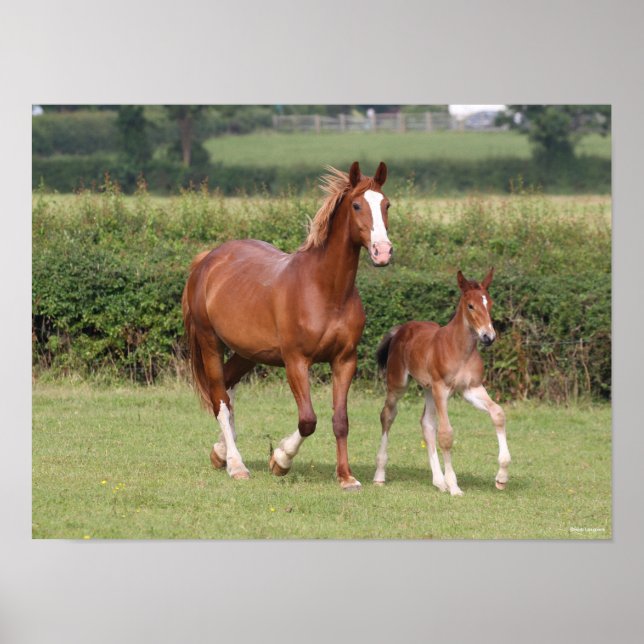 Póster Warmblood Mare y Foal Caminando juntos (Frente)