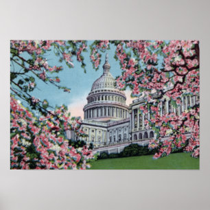 Póster Washington DC Congreso Capitolio Cerezo en flor