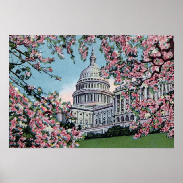 Póster Washington DC Congreso Capitolio Cerezo en flor (Frente)