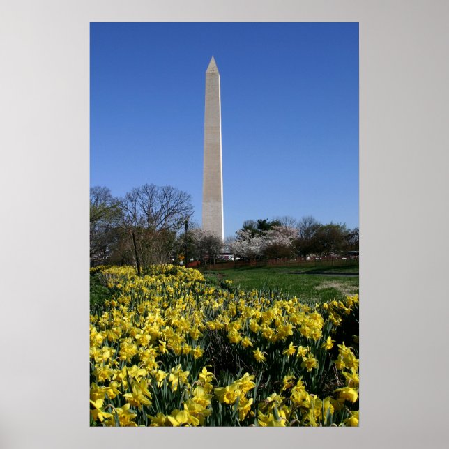 Póster Washington Monument Daffodils (Frente)