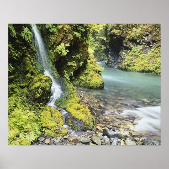 Póster Washington, Parque Nacional Olímpico, Temporal (Frente)