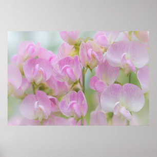 Póster Washington, Seabeck. Detail of sweet pea