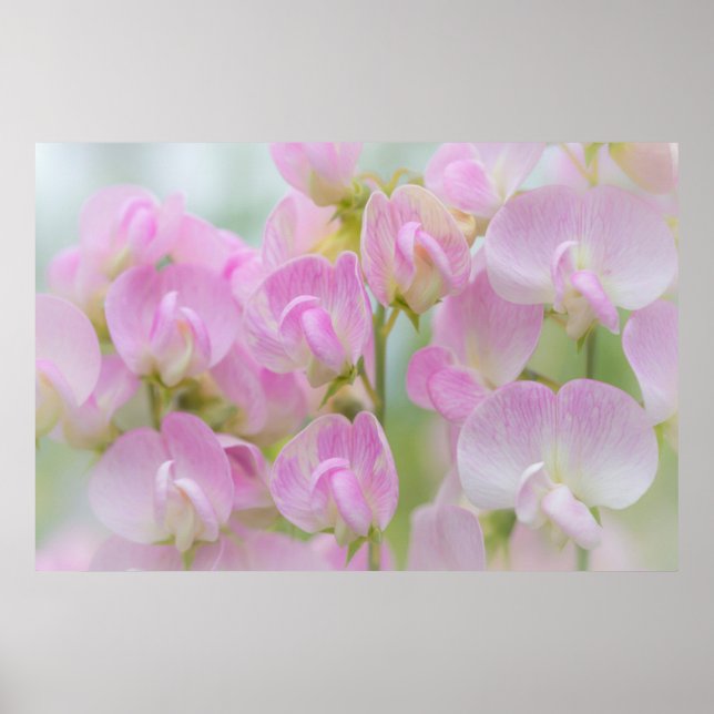 Póster Washington, Seabeck. Detail of sweet pea (Frente)