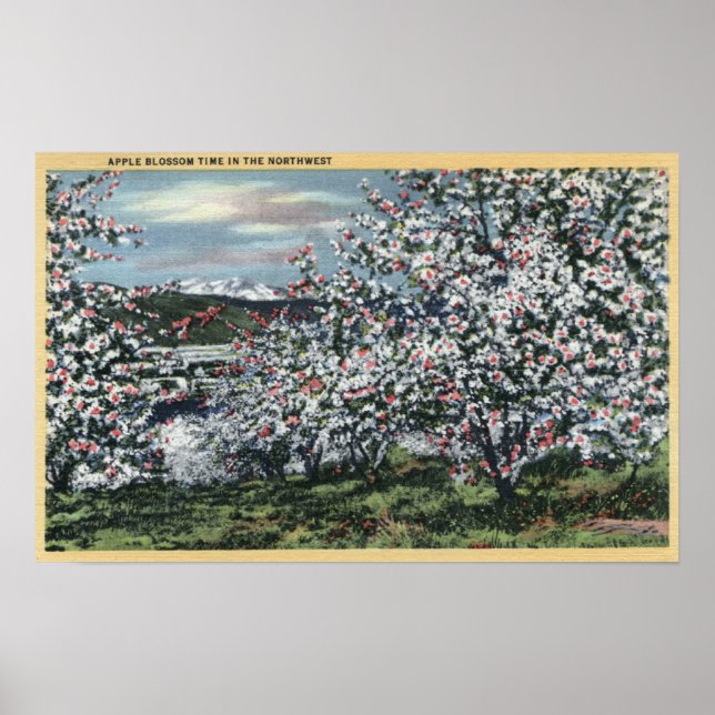 Póster Washington - View of Apple Trees in Blossom (Frente)