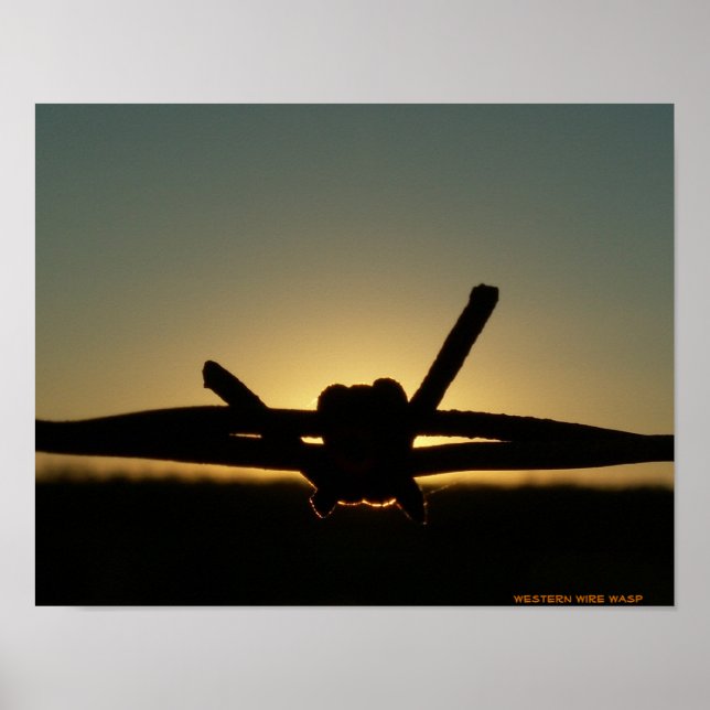 Póster Wasp de alambre occidental (Frente)