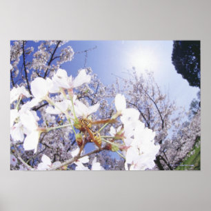 Póster Wasp on Cherry Blossom, cerrar