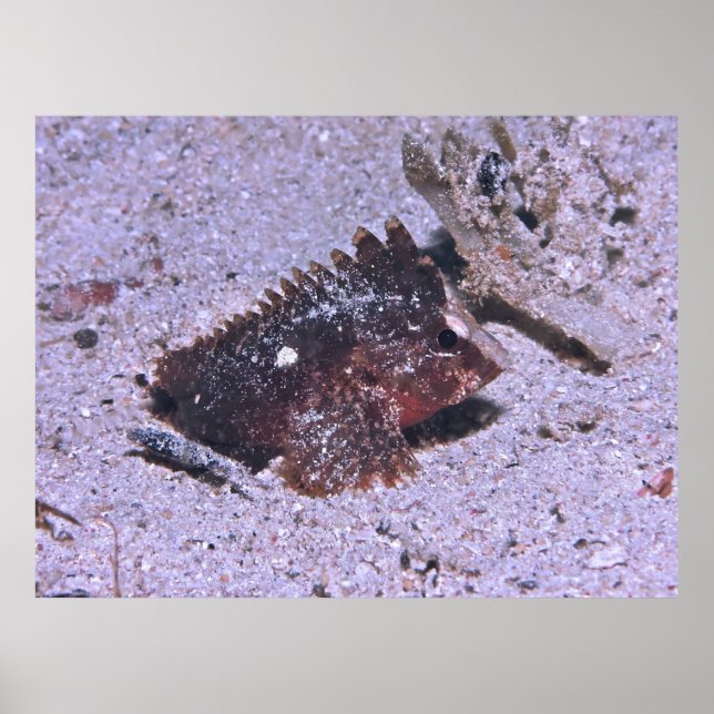 Póster Waspfish (Frente)