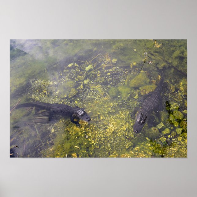 Póster Watchful Alligators in the Florida Keys (Frente)