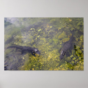 Póster Watchful Alligators in the Florida Keys