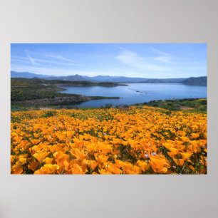 Póster Water   California Lake With Golden Poppies