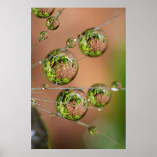 Póster Water Droplet Reflection