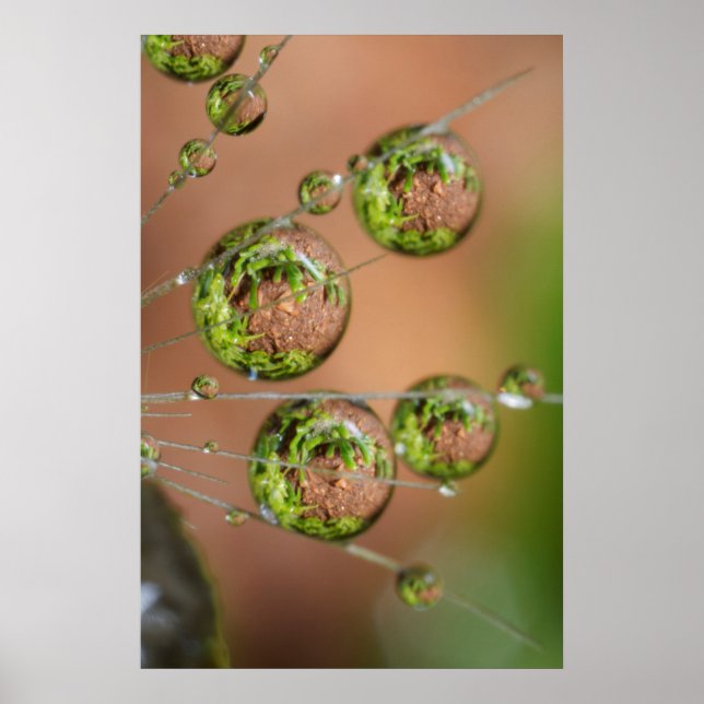Póster Water Droplet Reflection (Frente)