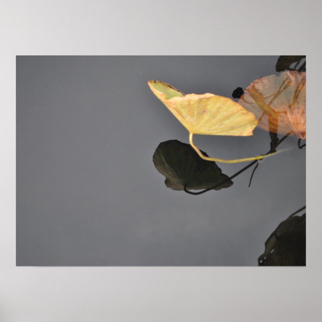 Póster Water Lilies Poster (Frente)