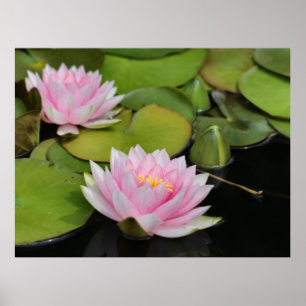 Póster Water Lillies