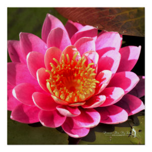 Póster Water Lilly
