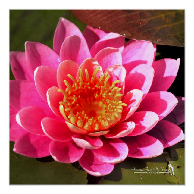 Póster Water Lilly (Anverso)