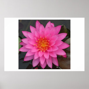 Póster Water Lilly