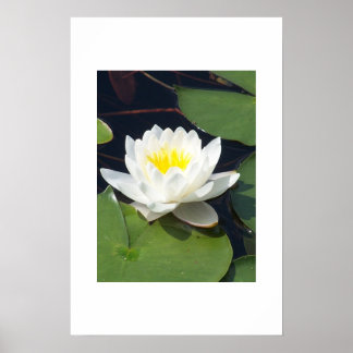 Póster Water Lilly