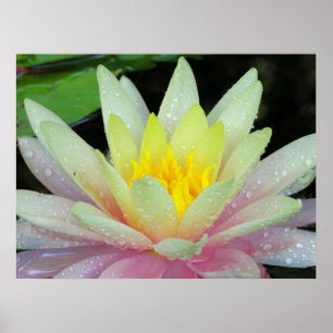 Póster Water Lily