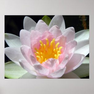 Póster Water Lily