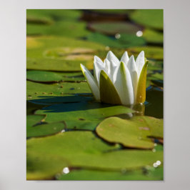 Póster Water Lily Blossom
