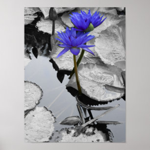 Póster Water Lily Love