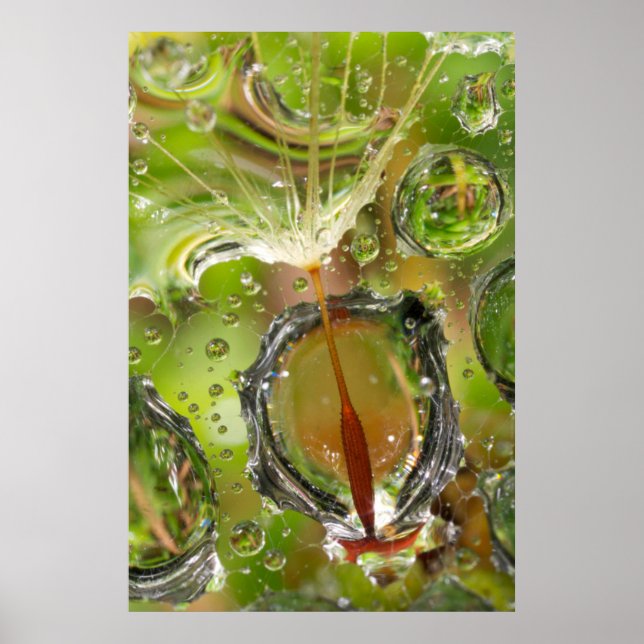 Póster Water on dandelion seed, CA (Frente)