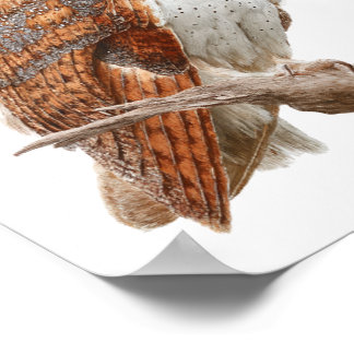 Póster Watercolor Barn Owl Illustration Artwork