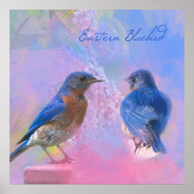 Póster Watercolor Eastern Bluebirds (Frente)