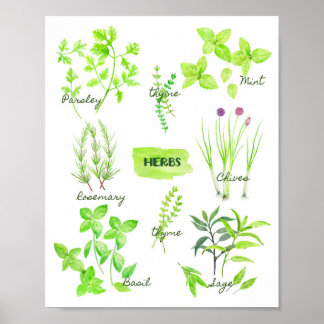 Póster Watercolor Herb Collection