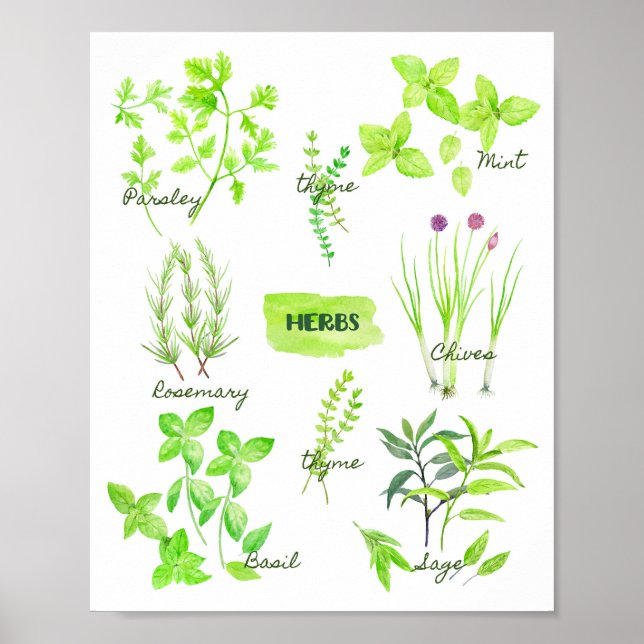Póster Watercolor Herb Collection (Frente)