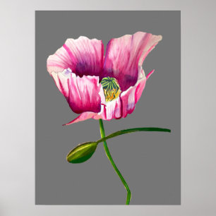 Póster Watercolor pink poppy pretty flower