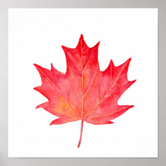 Póster Watercolor Red Maple Leaf