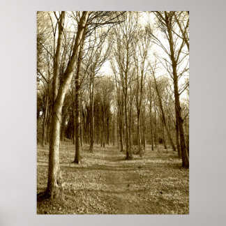 Póster Waterhouses Wood