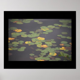 Póster Waterlilies Photo Poster