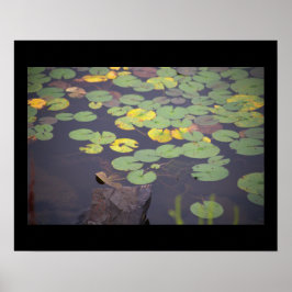 Póster Waterlilies Photo Poster