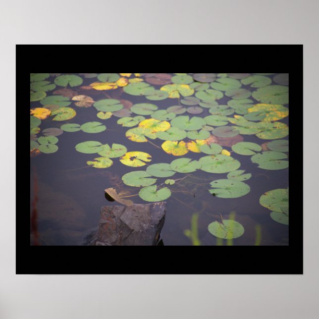 Póster Waterlilies Photo Poster (Frente)