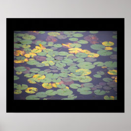 Póster Waterlilies Photo Poster