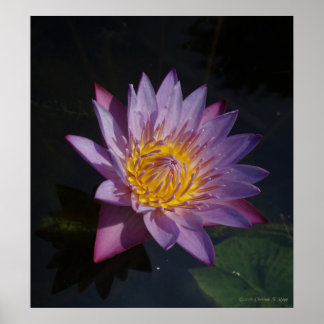 Póster Waterlilly