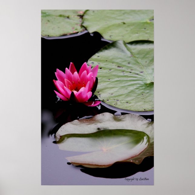Póster WaterLily (Frente)