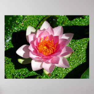 Póster Waterlily