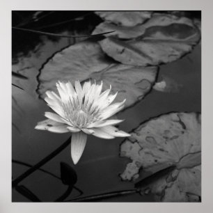 Póster Waterlily en la floración