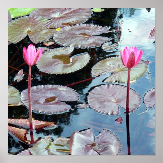 Póster Waterlios rosas en un estanque (Frente)