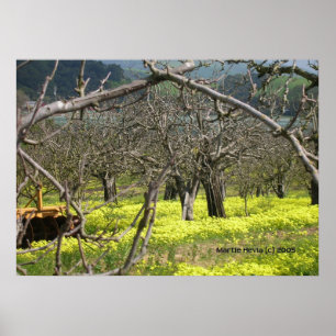 Póster Watsonville Orchard