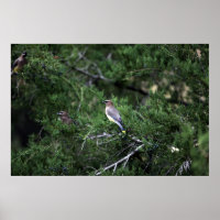Waxwings De Cedro En Árbol Con Berries