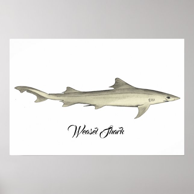 Póster Weasel Shark (Frente)