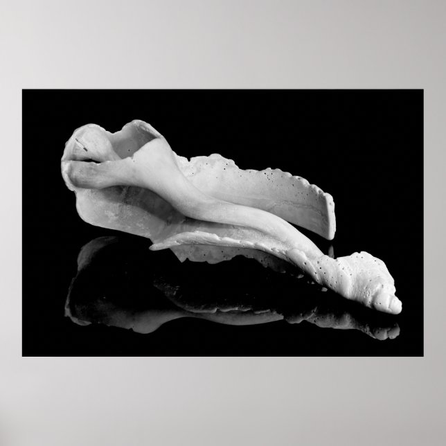 Póster Weatherd Conch (Frente)