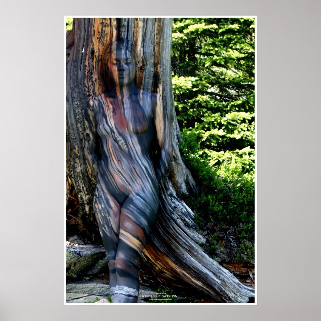 Póster Weathered Swiss Pine by Johannes Stötter (Frente)