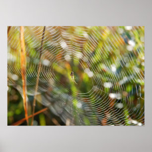Póster Web de araña